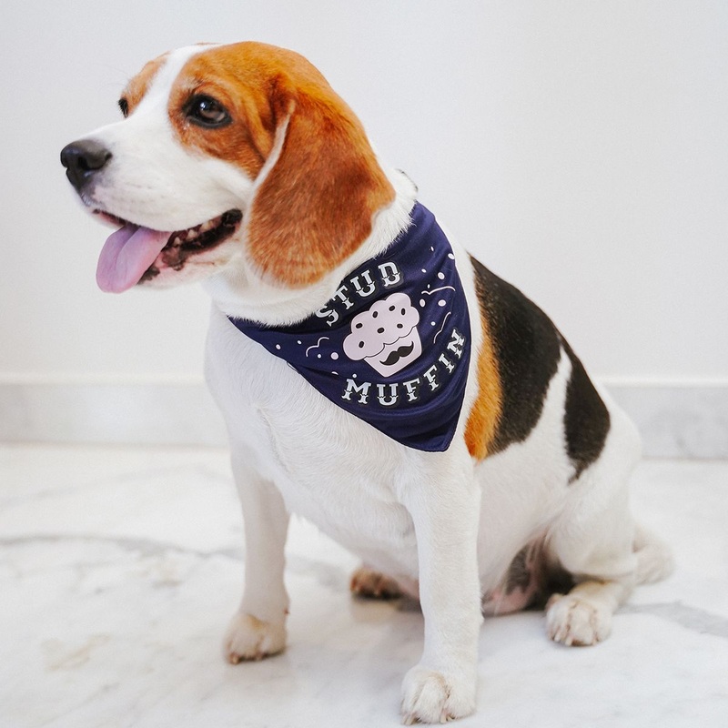 ZL Stud Muffin Dog Bandana|S|M|L