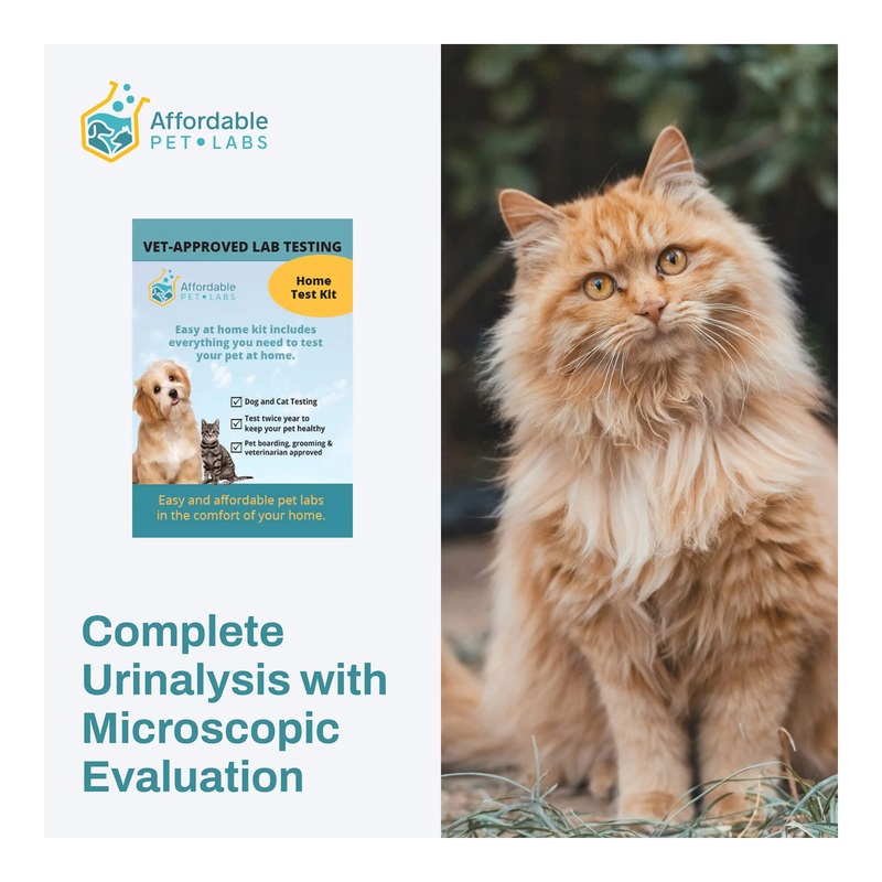 Affordable Pet Labs – Complete Urinalysis with Microscopic Evaluation For Cats, Easy Home Test Kit