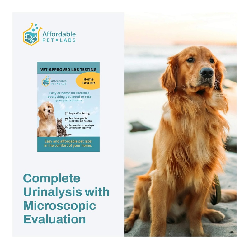 Affordable Pet Labs – Complete Urinalysis with Microscopic Evaluation For Dogs, Easy Home Kit