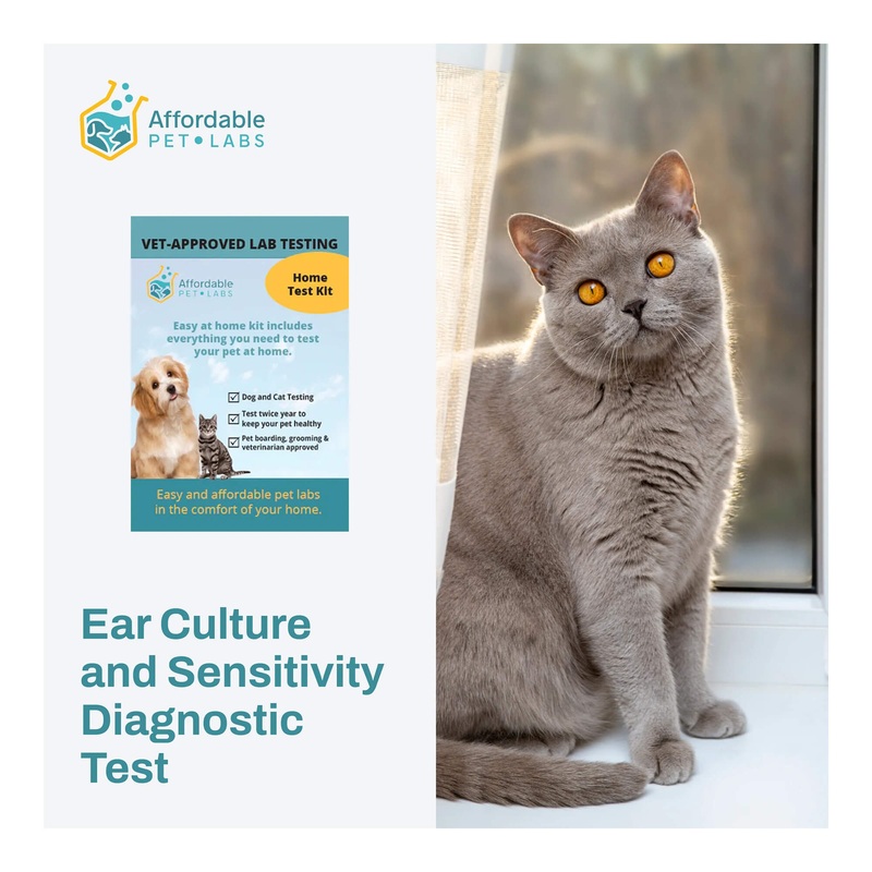 Affordable Pet Labs – Ear Culture and Sensitivity Diagnostic Test For Cats, Easy Home Kit