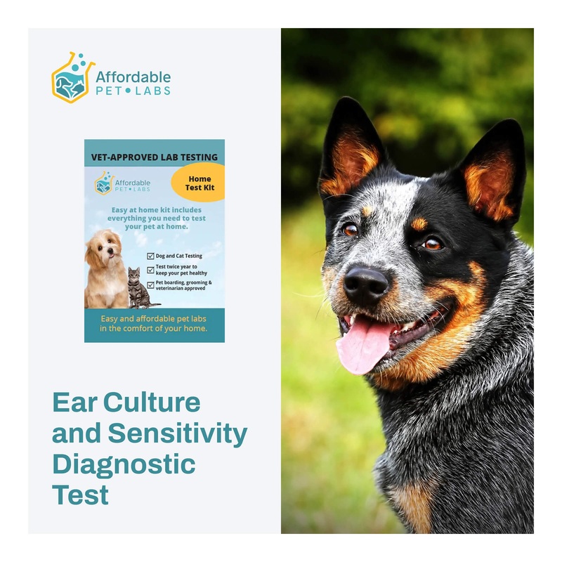 Affordable Pet Labs – Ear Culture and Sensitivity Diagnostic Test For Dogs, Easy Home Kit
