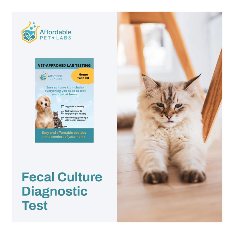 Affordable Pet Labs – Fecal Culture Diagnostic Test For Cats, Easy Home Kit