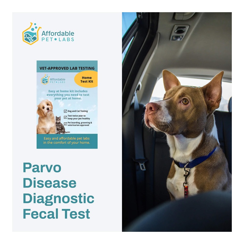 Affordable Pet Labs – Parvo Disease Diagnostic Fecal Test For Dogs, Easy Home Kit