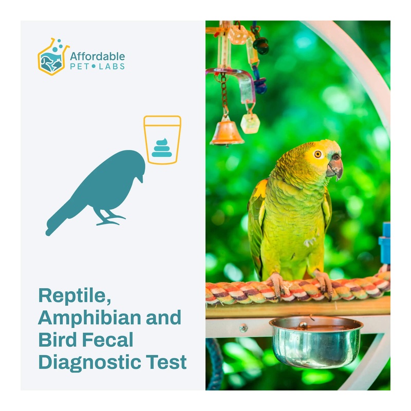 Affordable Pet Labs – Reptile, Amphibian & Bird Fecal Diagnostic Test, Easy Home Kit