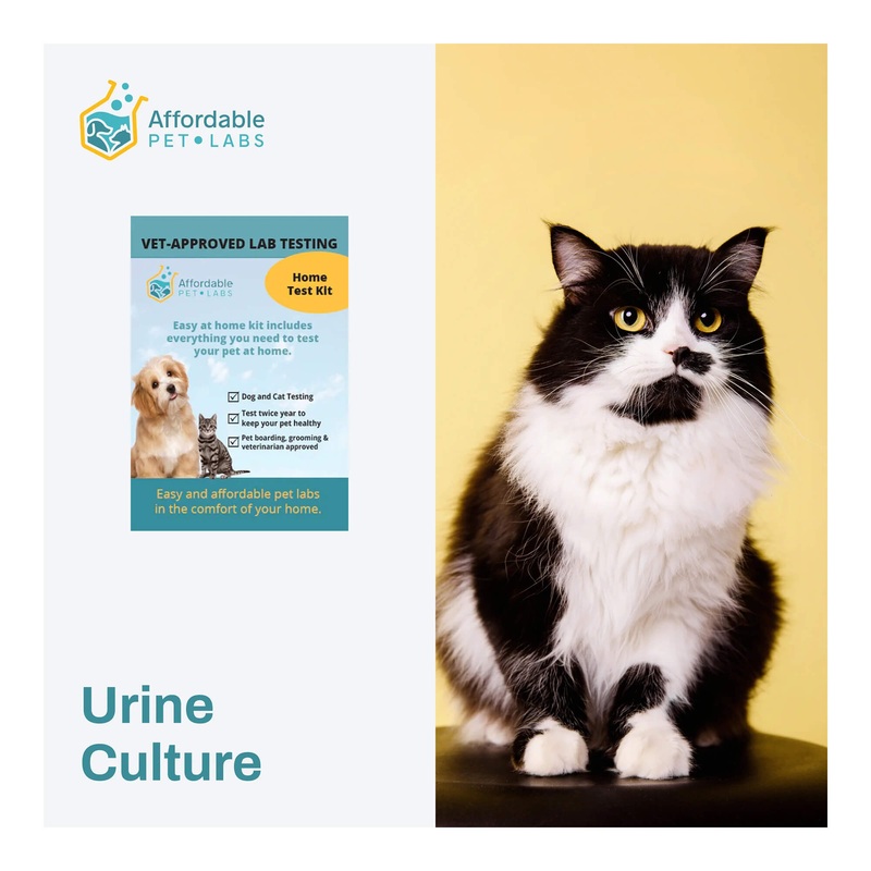 Affordable Pet Labs – Urine Culture For Cats, Easy Home Kit