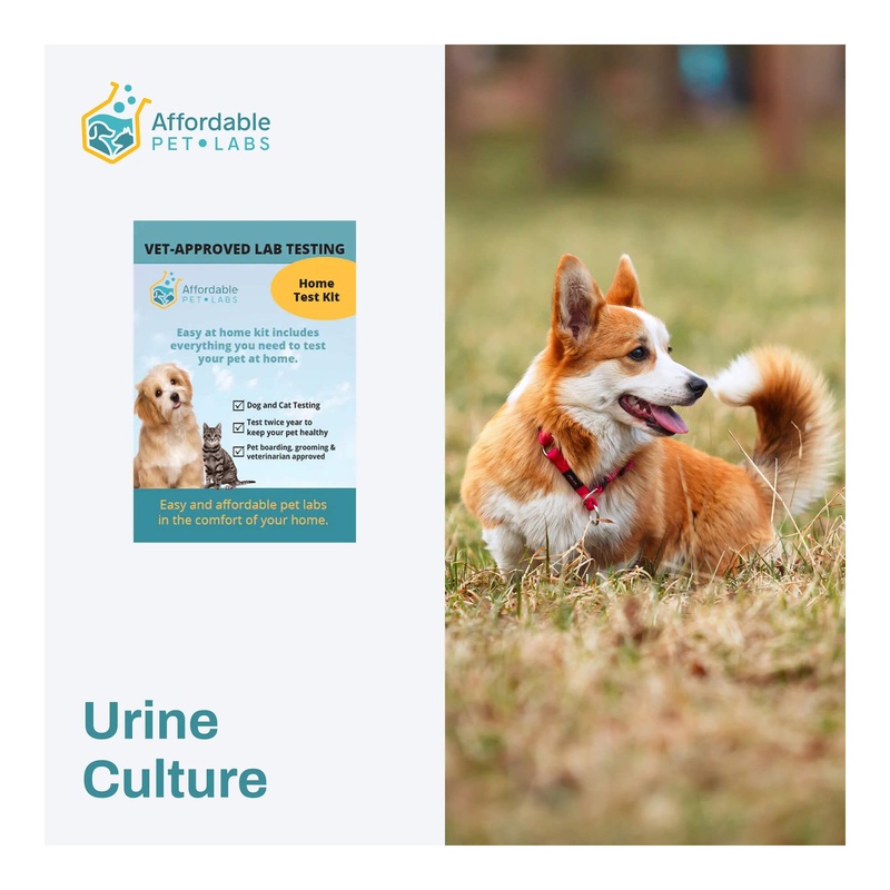 Affordable Pet Labs – Urine Culture For Dogs, Easy Home Kit